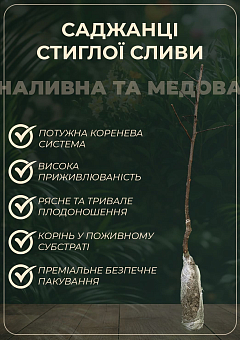 Ексклюзив! Слива синьо-фіолетова "Індиго" (Indigo) (преміальний самозапильний сорт, на чорнослив)19