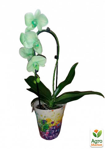 Орхидея (Phalaenopsis) "Cascade Green" - фото 2