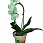 Орхідея (Phalaenopsis) «Cascade Green» купить