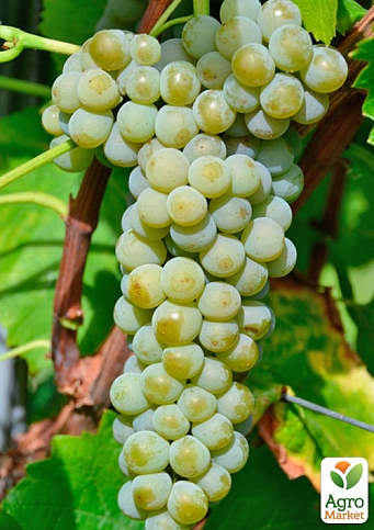 Виноград вегетирующий винный "Мускарис"  - фото 2