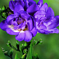 Фрезія махрова "Purple"