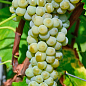 Виноград вегетирующий винный "Мускарис"  купить