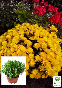 Хризантема Садовая "Yellow Mamount" (высота 30-50см)2
