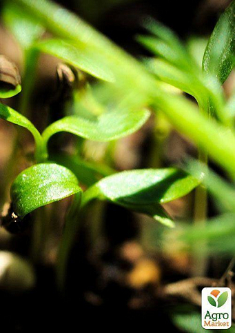 Пророщувач (спраутер) для насіння і мікрозелені ТМ "BIO Natura" - фото 9