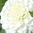 Жоржина "White Aster"