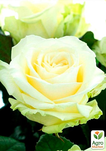 Роза чайно-гибридная "Аваланж" (очень ароматная!) (саженец класса АА+) высший сорт - фото 2