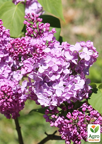 Сирень обыкновенная "Полтава" - фото 6