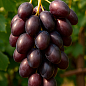 Виноград "Заветный" (ранний срок созревания, гроздь крупная до 1000 гр)