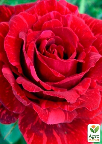 Роза чайно-гибридная "Ред Интуишн" (саженец класса АА+) высший сорт