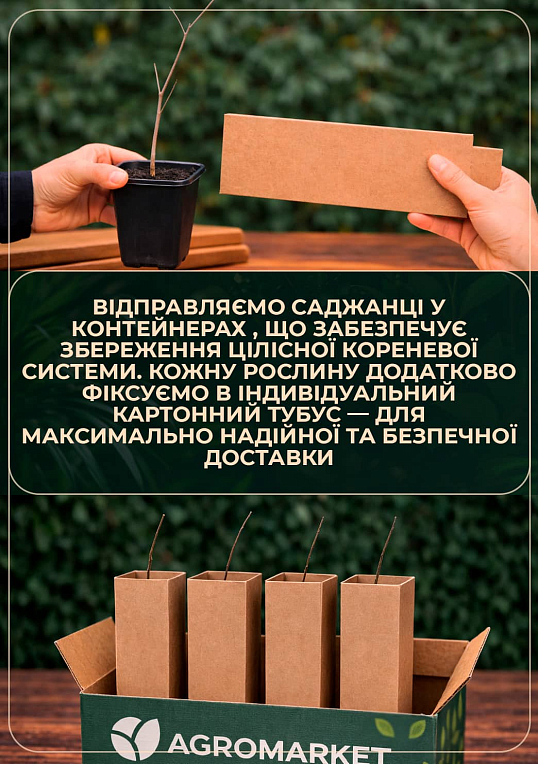 Гибискус сирийский фиолетовый "Гармония" (Harmony) - фото 3