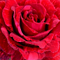 Роза чайно-гібридна "Ред Інтуішн" (саджанець класу АА +) вищий сорт