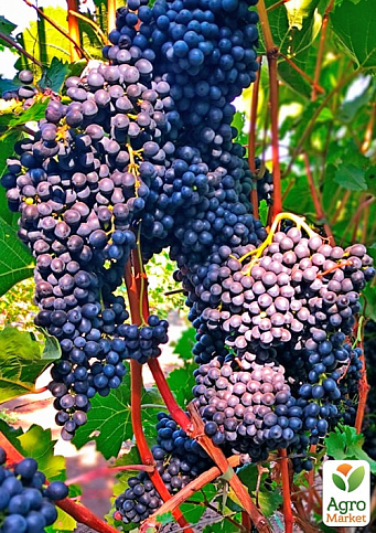 Виноград "Красень" (винный, ранне-средний срок созревания) - фото 2