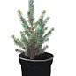 Ялина колюча блакитна "Super Blue Seedling" S3, висота 35-45см купить