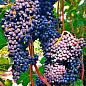 Виноград "Красень" (винный, ранне-средний срок созревания) купить