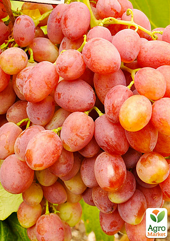 Виноград "Знахідка" (кишмиш, ранній термін дозрівання, висока врожайність понад 6 кг з куща)