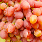 Виноград "Знахідка" (кишмиш, ранній термін дозрівання, висока врожайність понад 6 кг з куща)