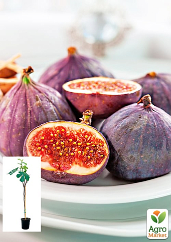 LMTD Інжир 5-річний "Ficus Сarica" (великоплідний, самозапильний сорт) висота 170-190см