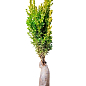 Самшит вічнозелений "Buxus sempervirens" 2-х річний саджанець