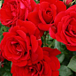 Троянда в контейнері плетиста "Sympathie" (саджанець класу АА+) купить