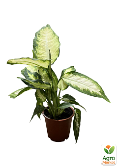 Дифенбахія (Dieffenbachia) "Camilla" висота 30-50см23