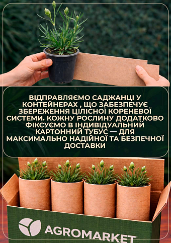 Гвоздика Махровая "Sunflor Faganza" (контейнер № 10, высота 10 см) - фото 3