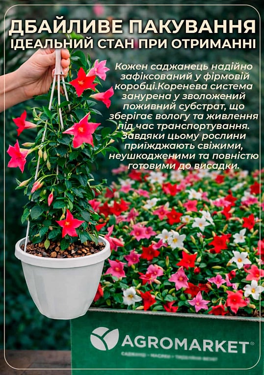 Дипладенія 2-х річна (Mandevilla) "Velvet Red" (висота 40-50см, підвісний вазон) - фото 4