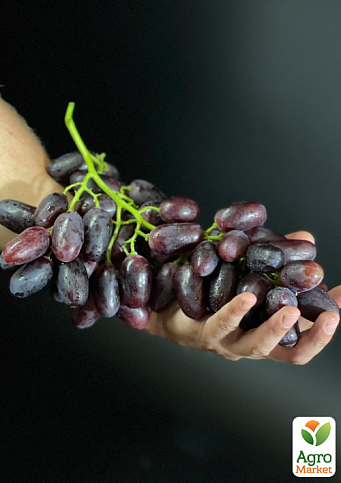 Виноград "Каталония" (очень ранний сорт, ягода плотная, хрустящая, с освежающим пикантным вкусом) - фото 2
