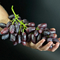 Виноград "Каталония" (очень ранний сорт, ягода плотная, хрустящая, с освежающим пикантным вкусом) купить