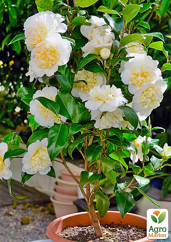 LMTD Камелия японская 2-х летняя "Jury’s Yellow" (высота 45-55см) - фото 7