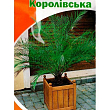 Пальма королівська ТМ "Яскрава" 5шт