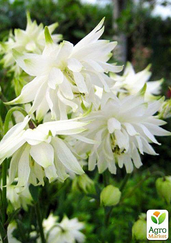 Аквилегия махровая "White Barlow" 1шт в упаковке - фото 7