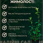 Жимолость "Алісія" (середньопізній термін дозрівання, ягоди з куща не обсипаються) купить
