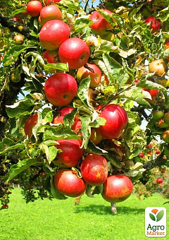 Яблуня "Суржик" (райське яблучко) (літній сорт, ранній термін дозрівання)1