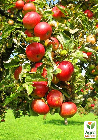Яблуня "Суржик" (райське яблучко) (літній сорт, ранній термін дозрівання)