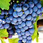 Виноград "Мальбек" (винний сорт)