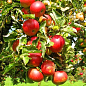 Яблуня "Суржик" (райське яблучко) (літній сорт, ранній термін дозрівання)