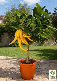 LMTD Цитрон на штамбе с плодом 5-и летний "Hand Of Buddha" (50-70см) 1 саженец в упаковке