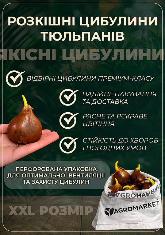 Тюльпан "Mount Tacoma" 