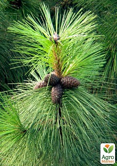 Сосна Орегонская "Pinus Ponderosa" 1