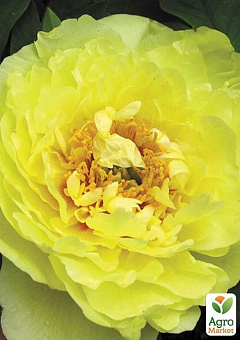 Пион ИТО "Yellow crown" 1шт в упаковке11