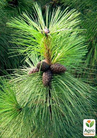 Сосна Орегонская "Pinus Ponderosa" 