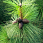 Сосна Орегонська "Pinus Ponderosa"