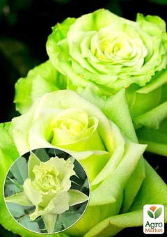 Роза чайно-гибридная "Киви" (саженец класса АА+) высший сорт2