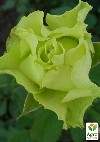 Троянда чайно-гібридна "Лімбо" (Limbo®) (саджанець класу АА +) вищий сорт - фото 2