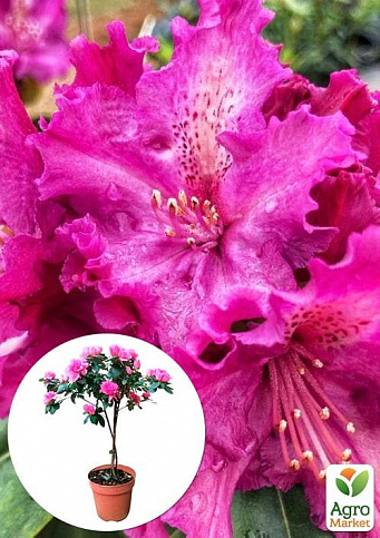 LMTD Рододендрон на штамбі квітучий 3-х річний "Pink Lace" (40-60см)