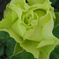 Роза чайно-гибридная "Лимбо" (Limbo®) (саженец класса АА+) высший сорт  купить