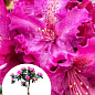 LMTD Рододендрон на штамбі квітучий 3-х річний "Pink Lace" (40-60см)