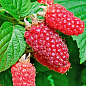 LMTD Ежемалина "Tayberry" (сортовая, укорененная)