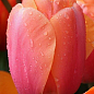 Тюльпан "Apricot Impression" 