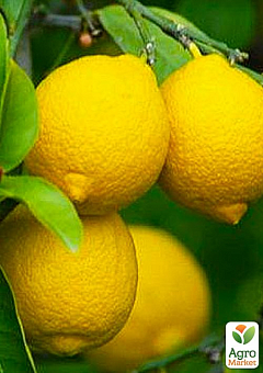 Лимон "Лунаріо" (саджанець 2 роки)4